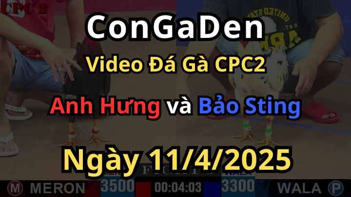 Bảo Sting chơi lớn chấp 2 chấm và cái kết CPC2 11/4/2025