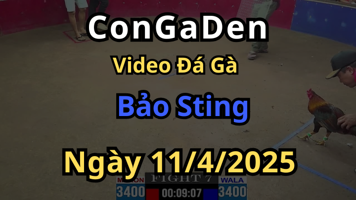 Video đá gà của Bảo Sting trực tiếp CPC2 ngày 11/4/2025